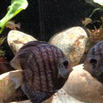 Blue Tiger Snakeskin Discus photo review