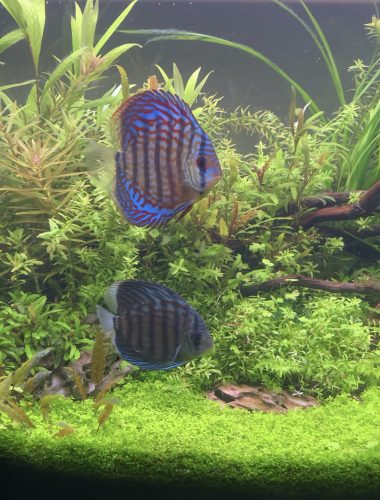 Brilliant Blue Turquoise Discus, Thick-Lined photo review