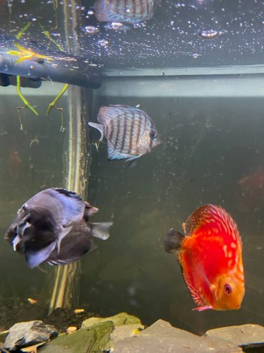 German Red Turquoise Discus, Red Base photo review