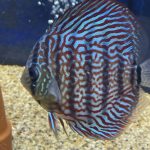 Galaxy Turquoise Discus photo review