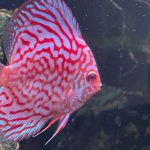 Golden Pigeon Leopard Discus, White Base photo review