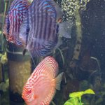 Royal Heckel Cross Discus photo review