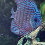 German Red Turquoise Discus, Red Base photo review