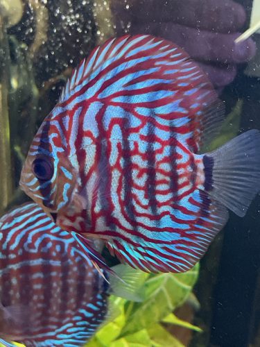 Blue Tiger Turquoise Discus photo review