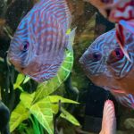 German Red Turquoise Discus, Red Base photo review