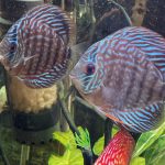 Royal Heckel Cross Discus photo review