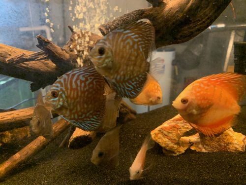 Golden Pearl Pigeon Snakeskin Discus photo review