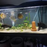 Wild-Caught Royal Blue Ica Discus photo review