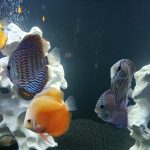 German Red Turquoise Discus, Red Base photo review