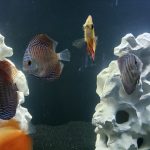 German Red Turquoise Discus, Red Base photo review