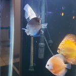 Classic Deep Blue Diamond Discus photo review