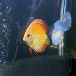 Classic Deep Blue Diamond Discus photo review