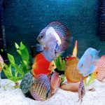 Cobalt Discus With Deep Blue Gene photo review