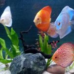 Cobalt Discus With Deep Blue Gene photo review