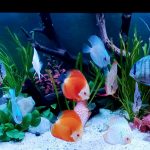 Fuji Red Tangerine Discus photo review