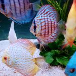 Royal Heckel Cross Discus photo review