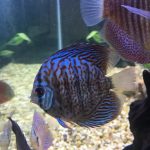 Blue Tiger Carnation Turquoise Discus photo review