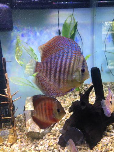 Super Eruption Discus, Blue Base photo review