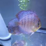 Blue Mosaic Leopard Discus, Proven Breeding Pair photo review