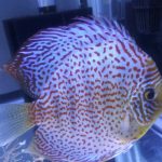 Blue Mosaic Leopard Discus, Proven Breeding Pair photo review