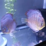 Blue Mosaic Leopard Discus, Proven Breeding Pair photo review