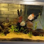 Striated Red Throwback Discus photo review