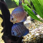 Blue Tiger Carnation Turquoise Discus photo review