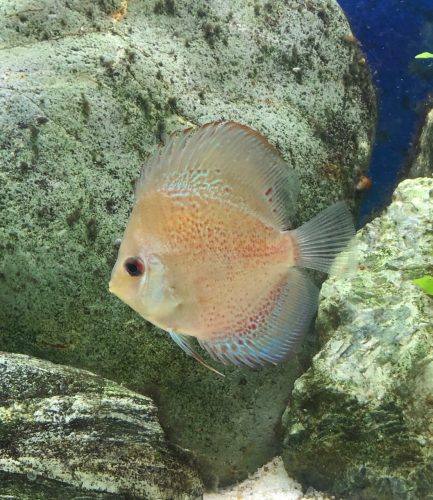 Super Eruption Discus, Blue Base photo review