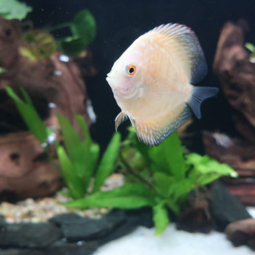 Yellow Rafflesia Discus photo review