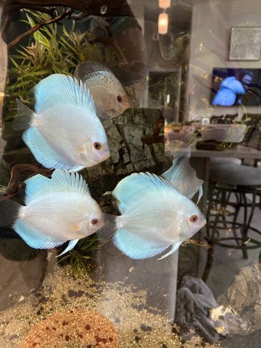 Cobalt Discus With Deep Blue Gene photo review