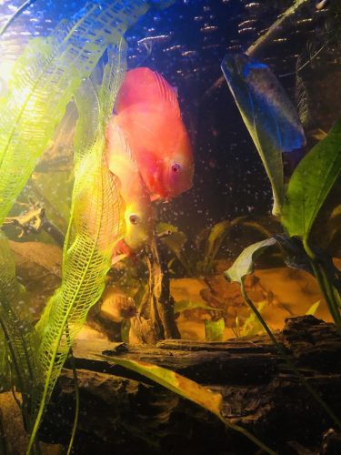 Fuji Red Tangerine Discus, Proven Pair photo review