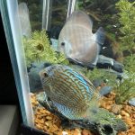 Yellow-Faced Ghost Discus photo review