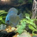 Penang Blue Knight Discus photo review