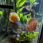 Royal Heckel Cross Discus photo review