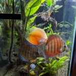 Royal Heckel Cross Discus photo review