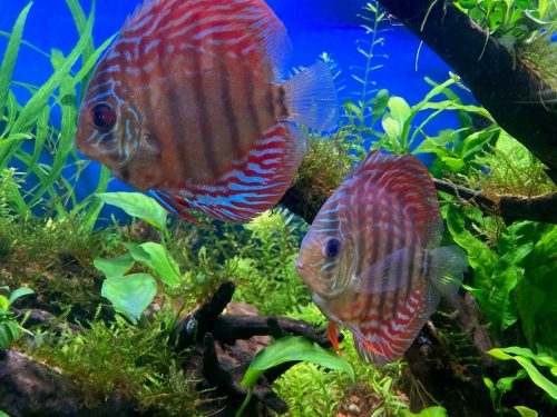 Royal Heckel Cross Discus photo review