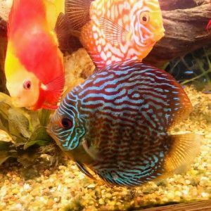 German Red Turquoise Discus, Red Base photo review