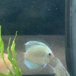 Classic Deep Blue Diamond Discus photo review