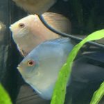 Classic Deep Blue Diamond Discus photo review