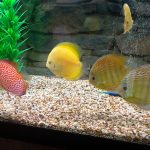 Royal Heckel Cross Discus photo review