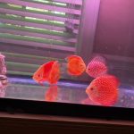 Red Eagle Discus, Wide Pattern photo review