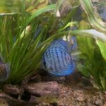 Altum Flora Discus, Blue Base photo review