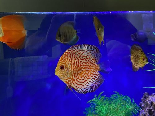 Red Eagle Discus, Wide Pattern photo review