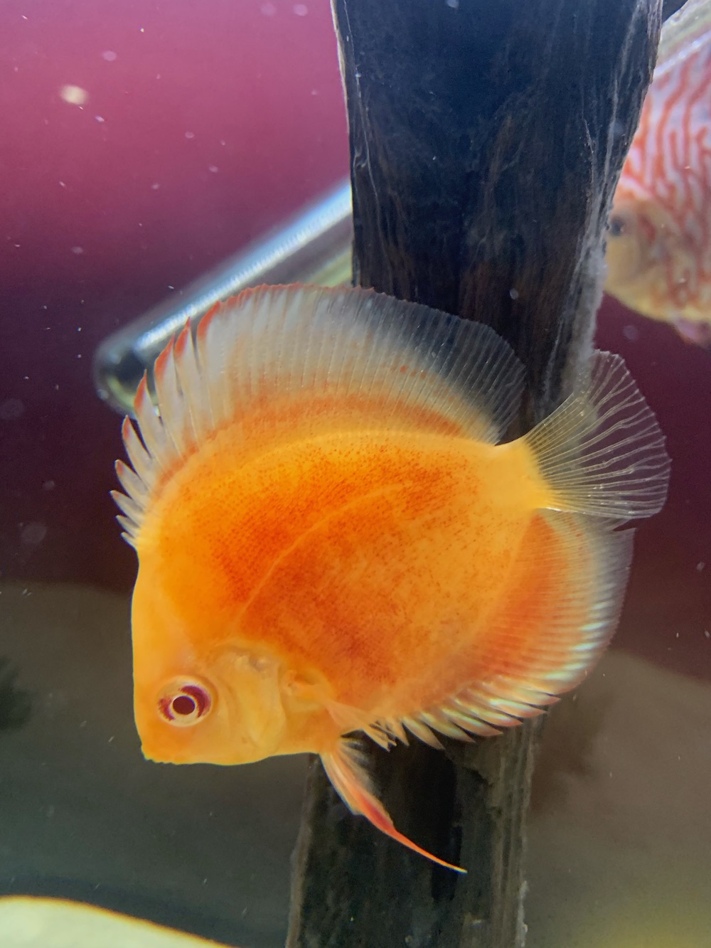 Albino Red Diamond Discus