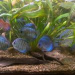 Altum Flora Discus, Blue Base photo review