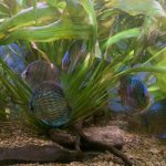 Altum Flora Discus, Blue Base photo review