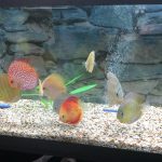 Royal Heckel Cross Discus photo review