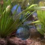 Altum Flora Discus, Blue Base photo review