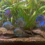 Altum Flora Discus, Blue Base photo review