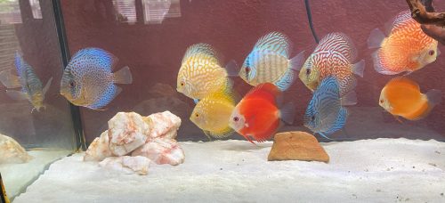 German Red Turquoise Discus, Red Base photo review